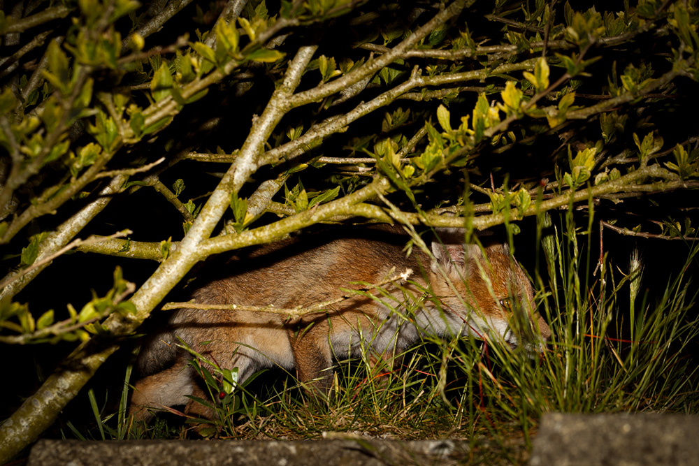 2605192505199199.jpg - Fox Cub - 'Butch'
