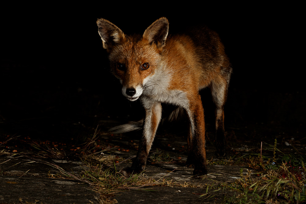 2605202605201421.jpg - Wolfy the vixen