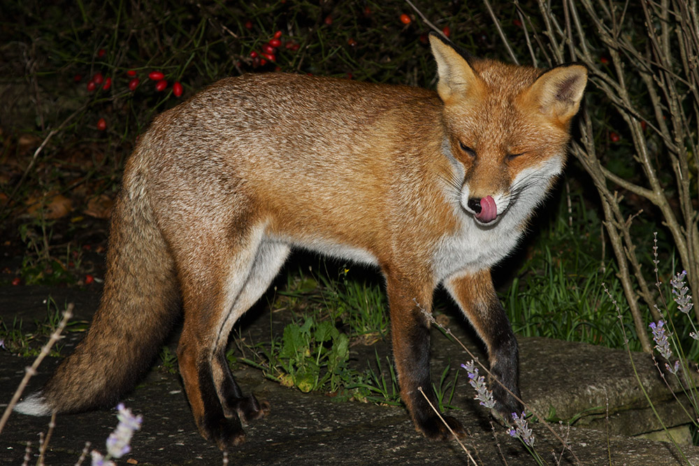2606161411090626.jpg - Fox licking its lips
