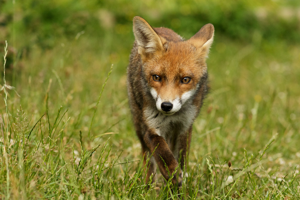 2606172506173669.jpg - Young male fox at nearly 4 months