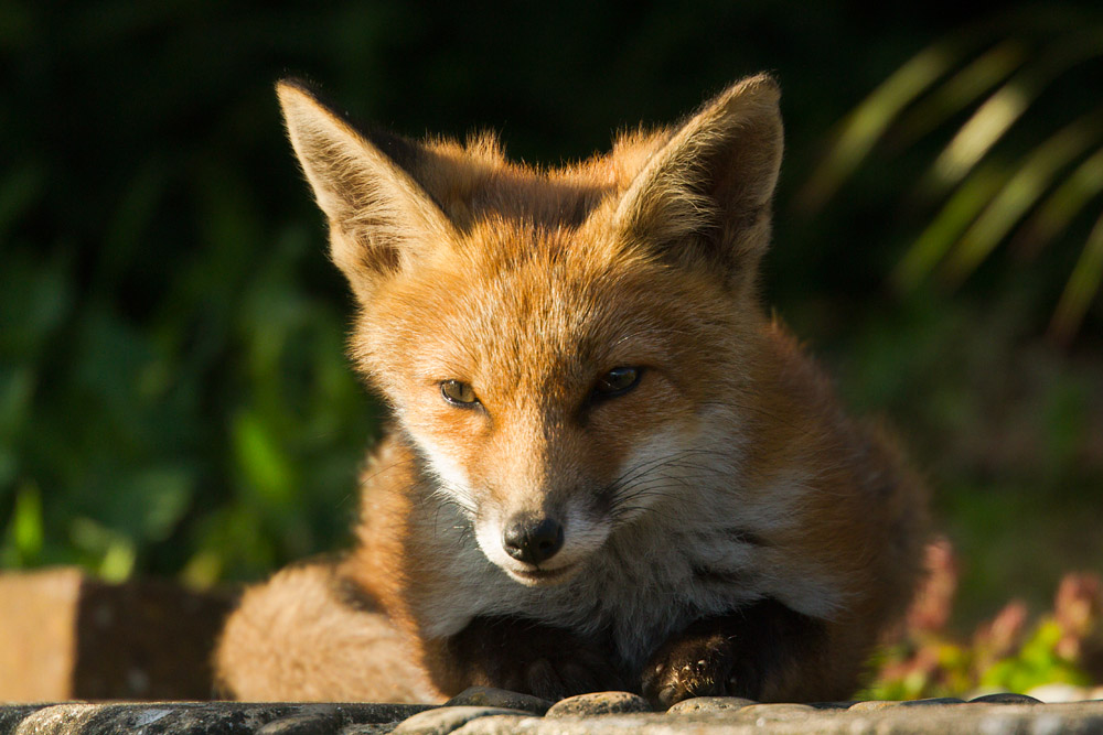2608150906133804.jpg - Fox cub facing camera