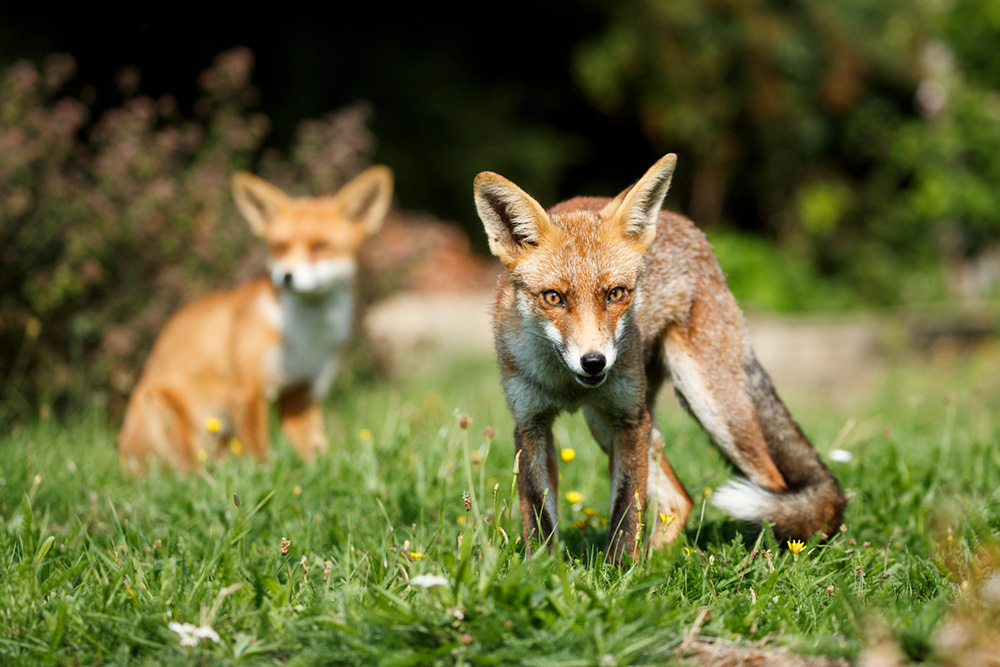 2608182508180402.jpg - Scamp (foreground) and Pretty Vixen