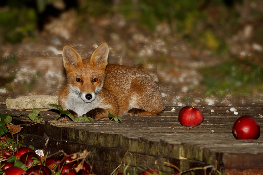 2608192608197356.jpg - Young fox