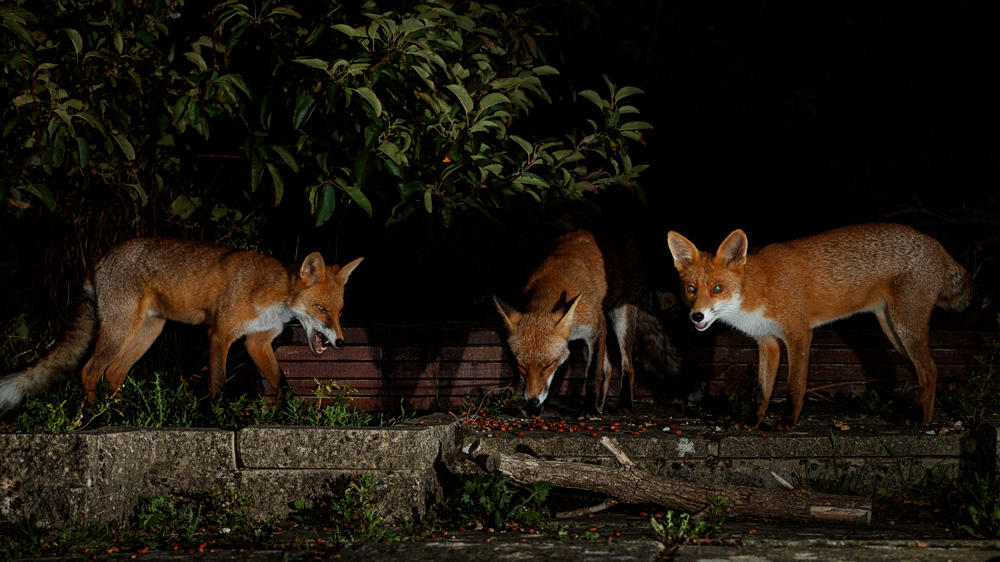 2608202708203467.jpg - Longtail, Wolfy and Stumpy