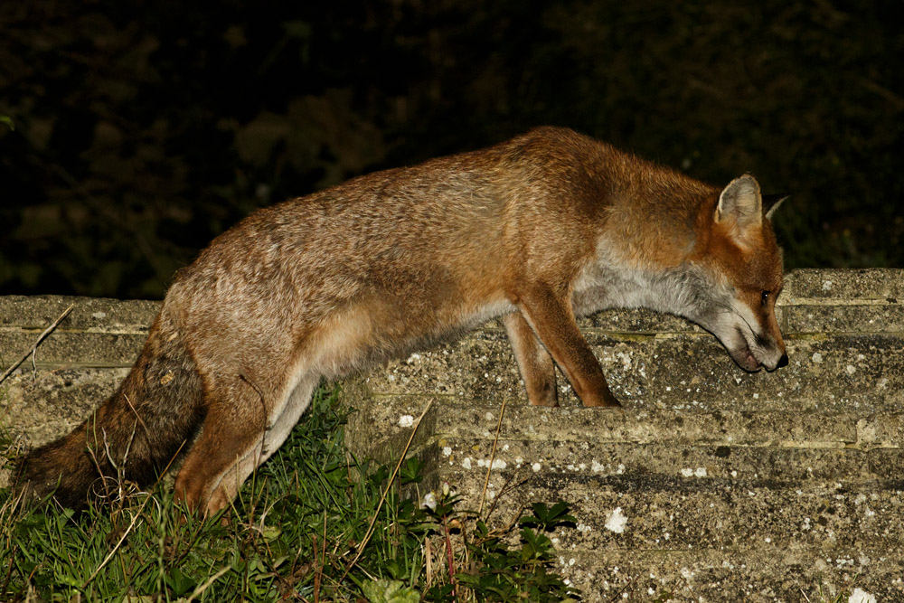 2609162309163977.jpg - Fox on steps