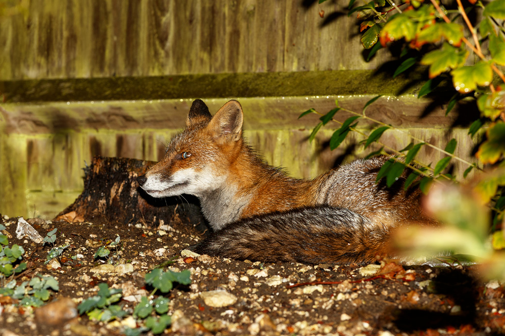 2609192509199335.jpg - Wolfy sheltering by the fence