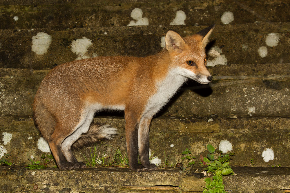 2610132510133355.jpg - Fox on stone steps