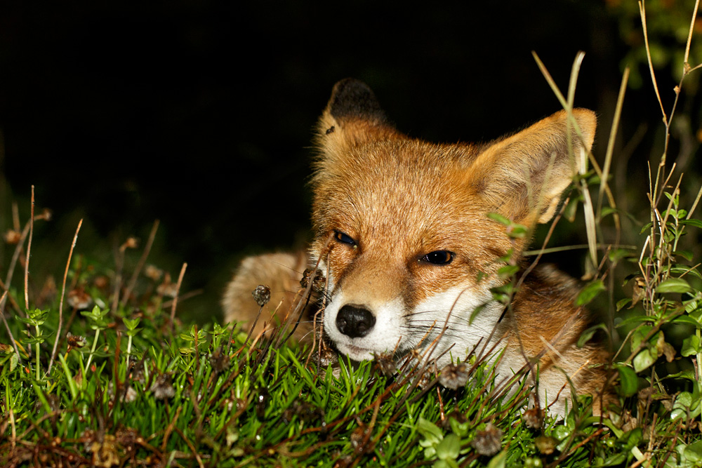 2610172510170211.jpg - Pretty Vixen resting in the garden