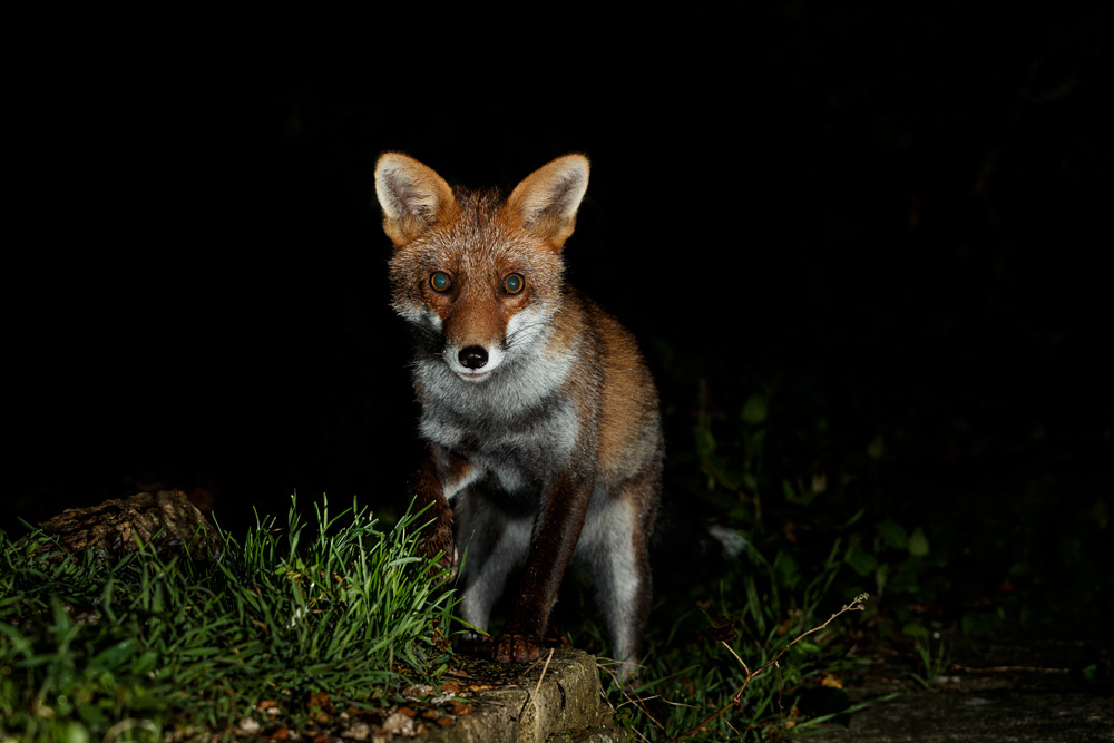 2610212610212898.jpg - Loper at night