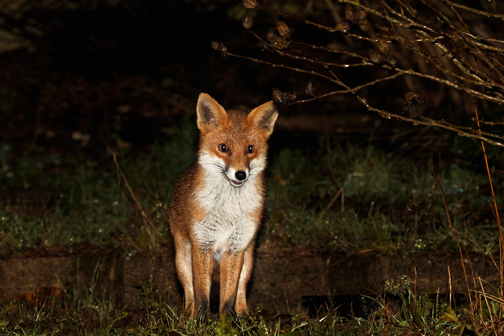 2611182511189483.jpg - Long-Nose on a wet night