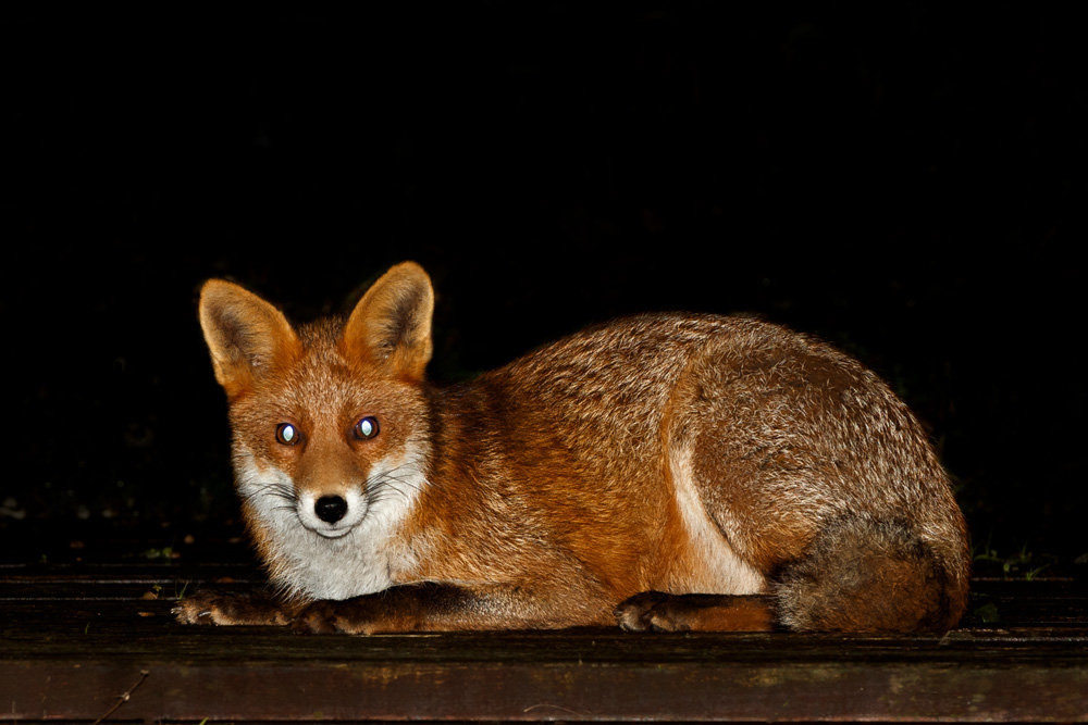 2611192511192240.jpg - Young fox with truncated brush