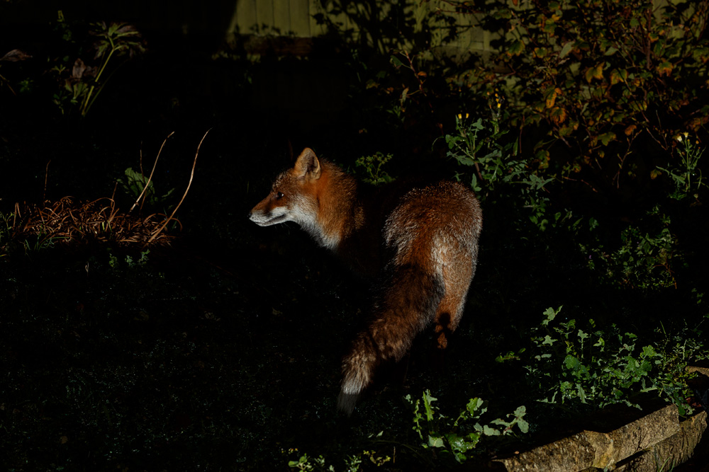 2611202511200796.jpg - Wolfy around the garden