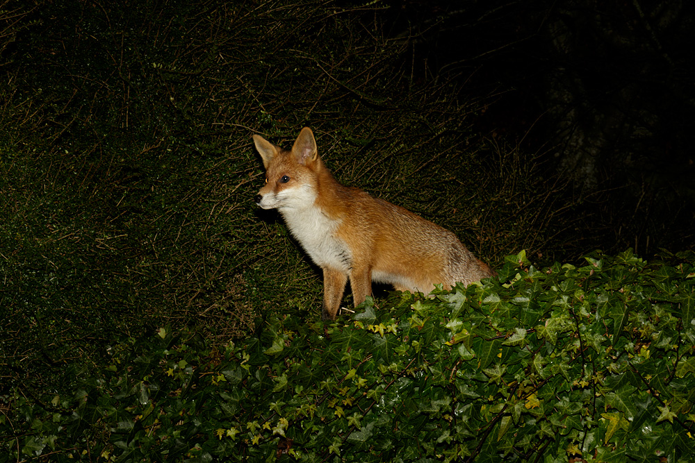 2701182601184342.jpg - Pretty Vixen standing on ivy-clad wall