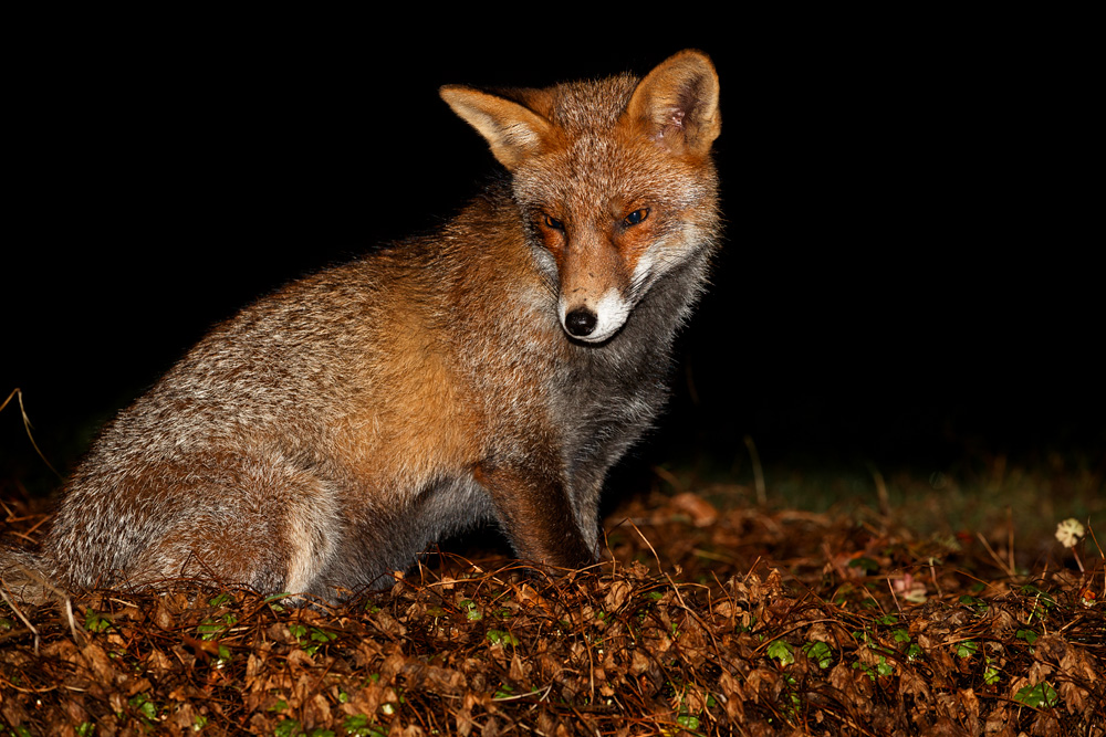 2701192501199180.jpg - Wolfy exploring in the garden