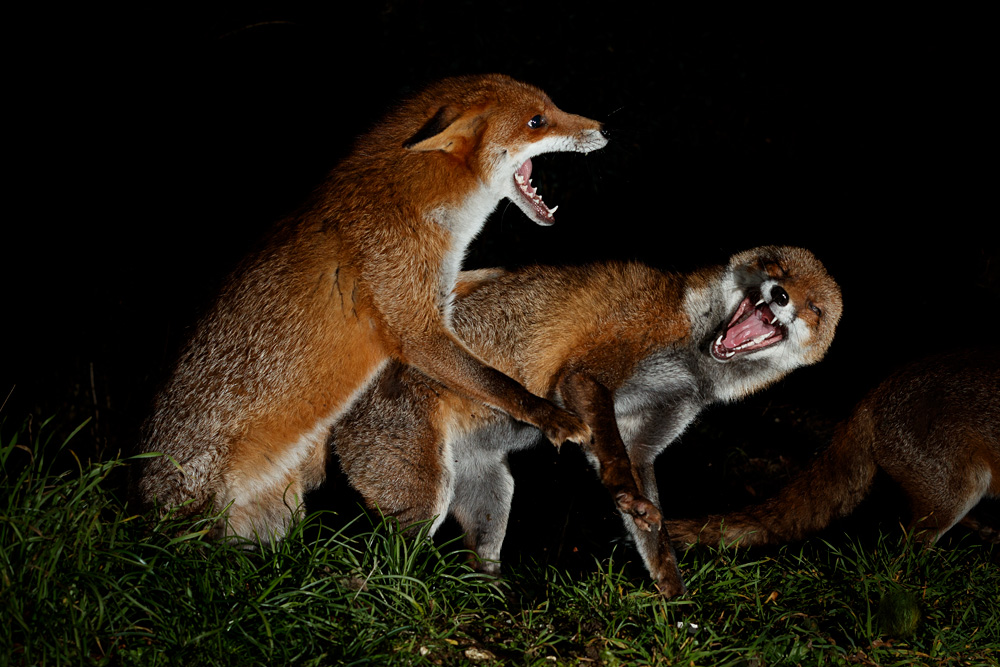 2701222601228108.jpg - Stumpy and other fox fighting