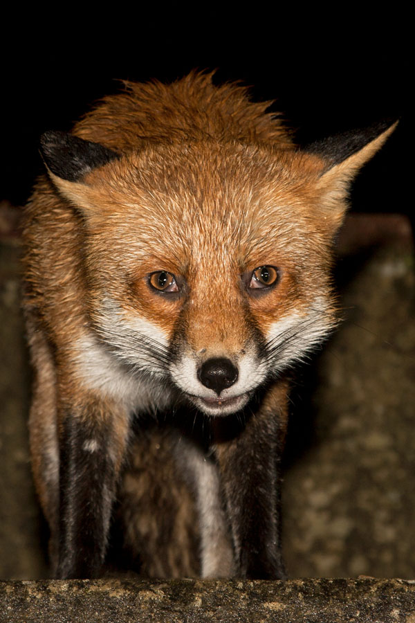 2702130701116161.jpg - Fox (Vulpes vulpes) staring at the camera.
