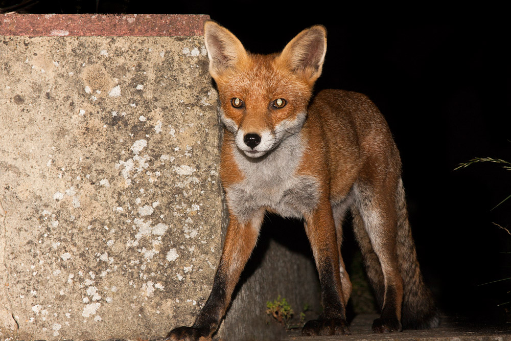 2702162208090691.jpg - Fox by low wall