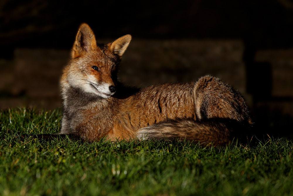 2702202702208398.jpg - Portrait of Wolfy the Vixen