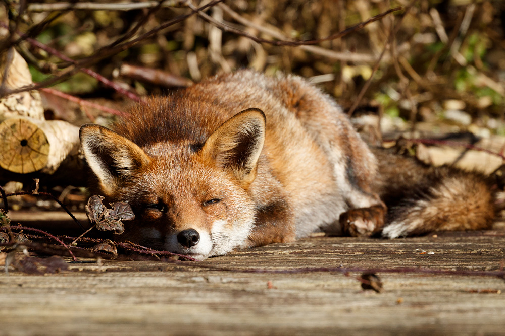 2702222702229766.jpg - Lopa sleeping on the decking