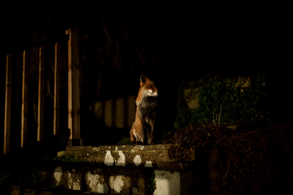 2702232502236011.jpg - Lopa at night f/1.2