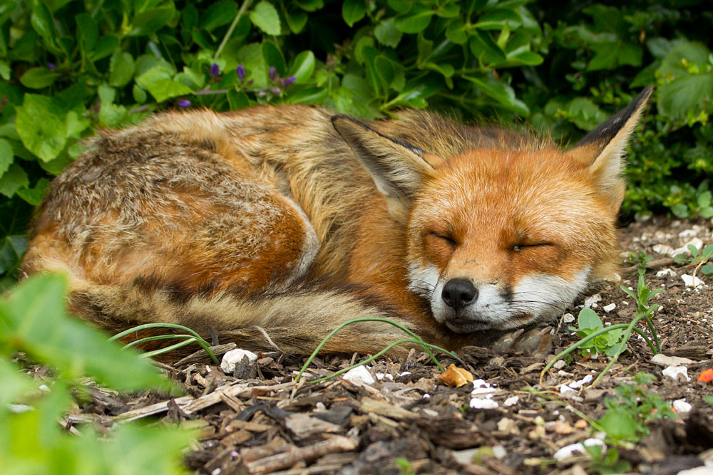 2703130206120834.jpg - Fox (Vulpes vulpes) sleeping in a suburaban garden.