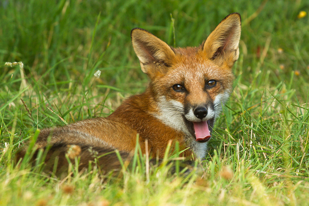 2703151707131951.jpg - 5 month old fox cub (Vulpes vulpes) lying down in suburban garden
