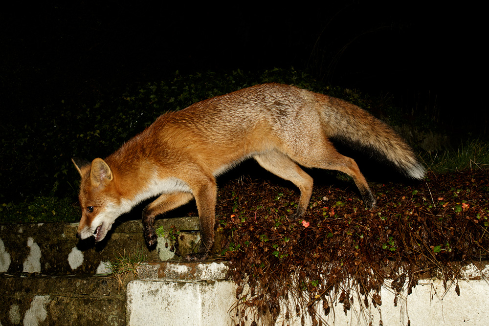 2703182601184353.jpg - Pretty Vixen  by garden steps