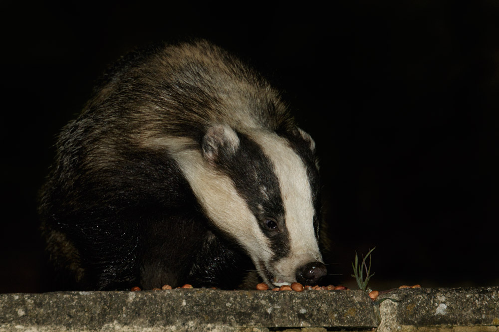 2704152604157749.jpg - Badger (meles meles) eating peanuts in a suburban garden.