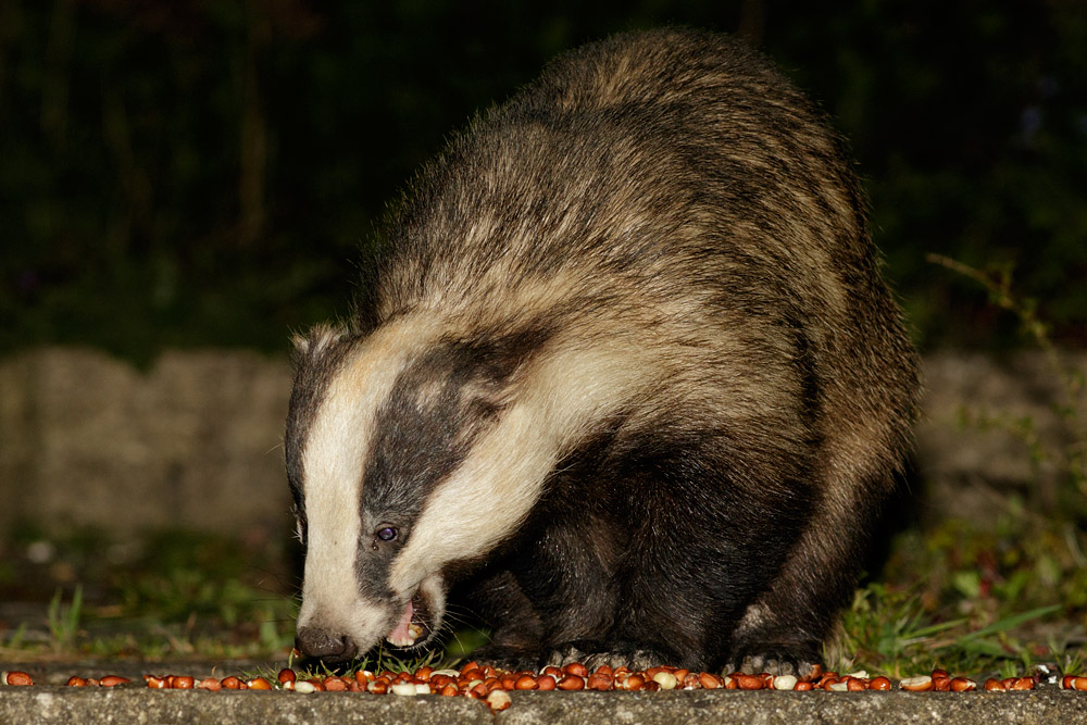 2704162404163540.jpg - Badger in garden