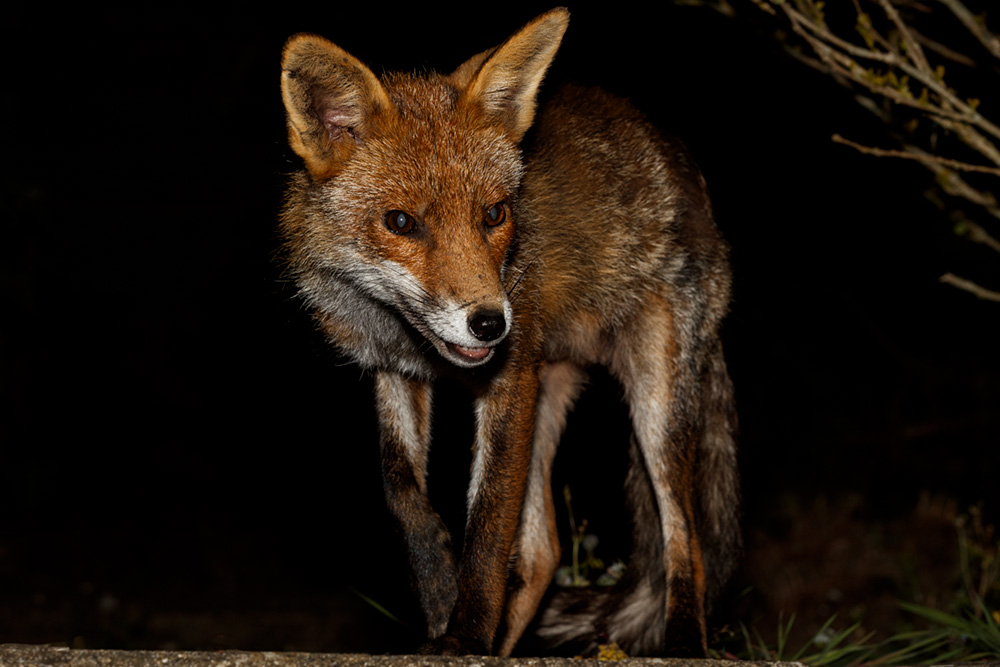 2704202704207461.jpg - Portrait of Wolfy the vixen
