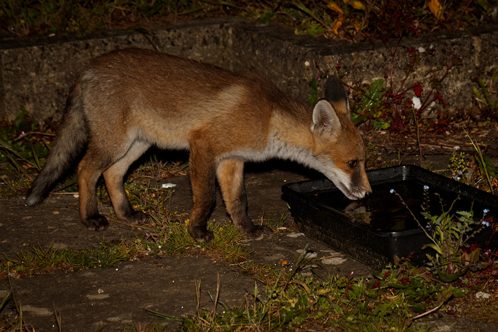 2705192705199703.jpg - Butch, the fox cub drinking