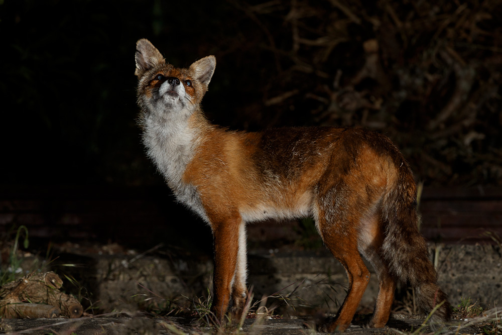 2705202705201899.jpg - Portrait of Wolfy the vixen