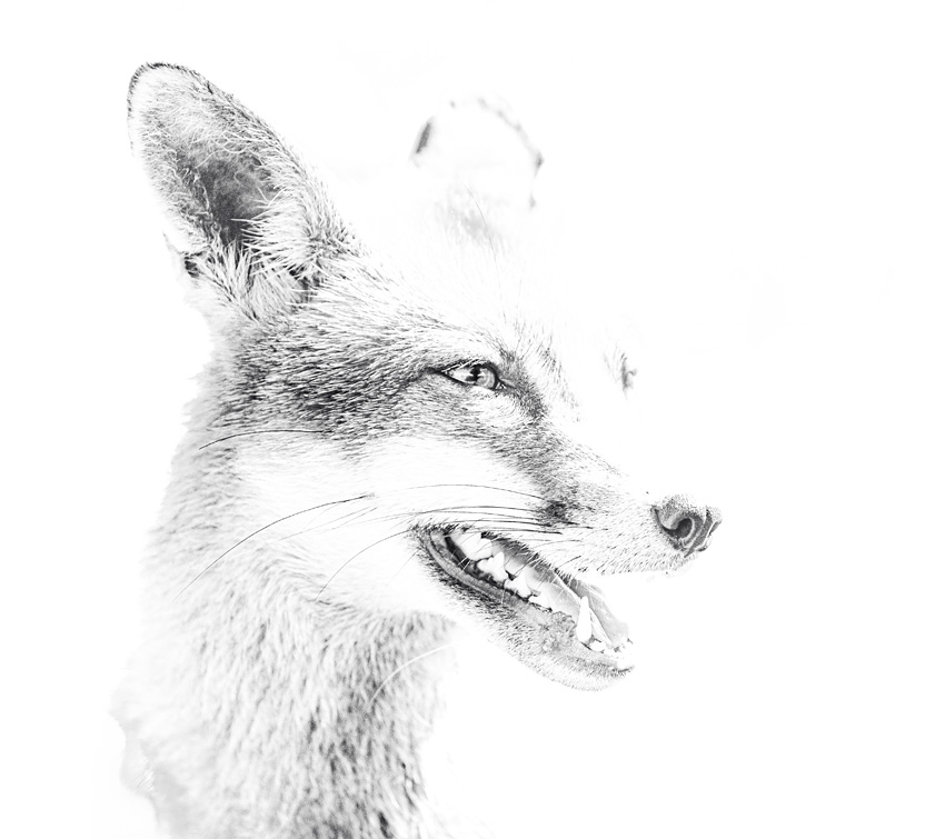 2705222705227310.jpg - black and white sketch photo of Lopa the vixen