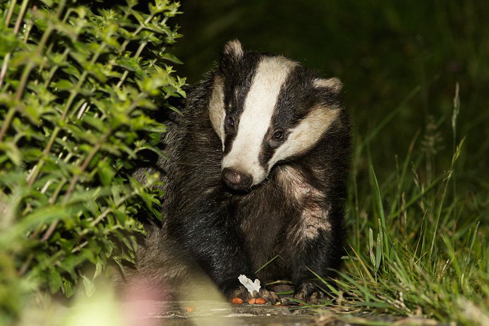 2706150606158627.jpg - Badger on the path