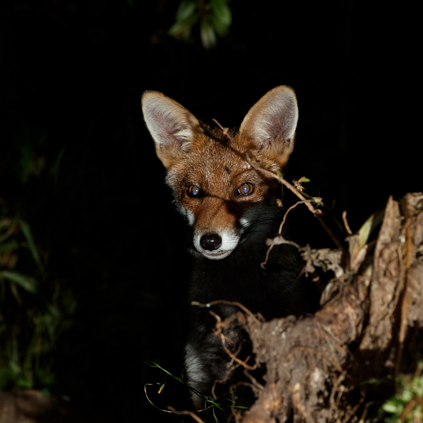 2706212706213829.jpg - Fox cub at night