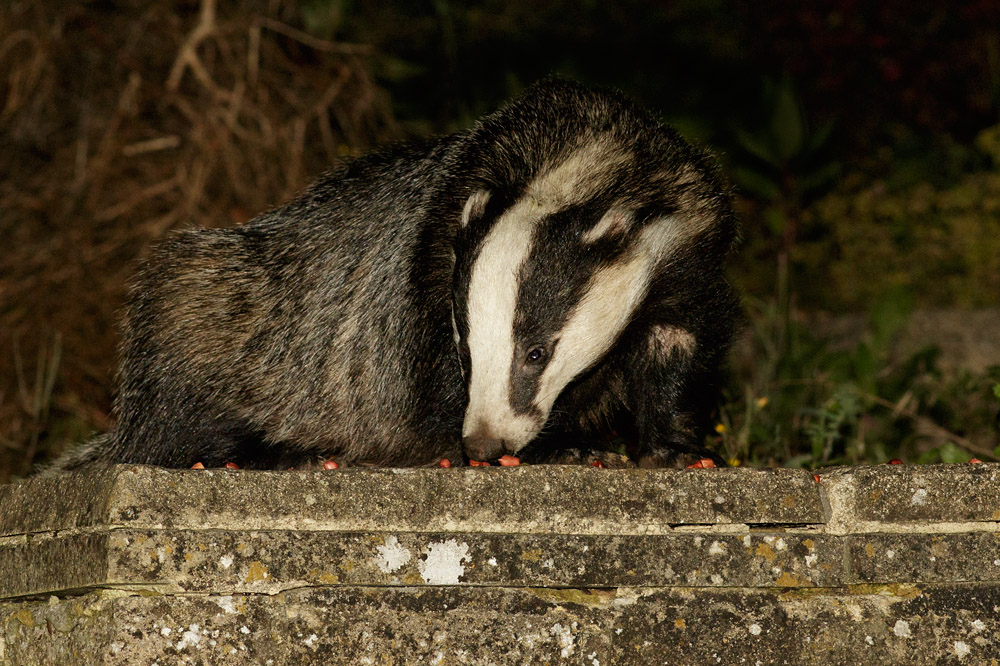 2707152507159105.jpg - Badger at the top of the steps