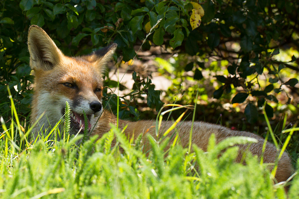 2708132608132344.jpg - Young fox (Vulpes vulpes) lying down in shade on sunny afternoon in a garden