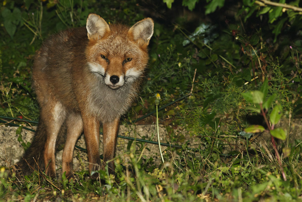 2708162708161585.jpg - Fox standing in the corner of a garden