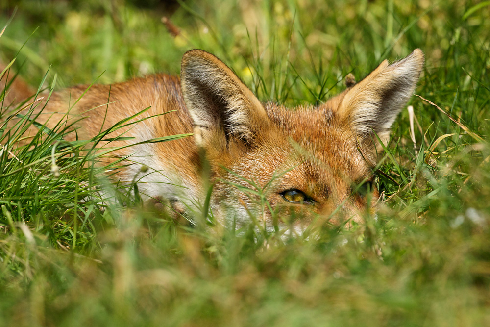 2708172708172984.jpg - Little dog fox relaxing