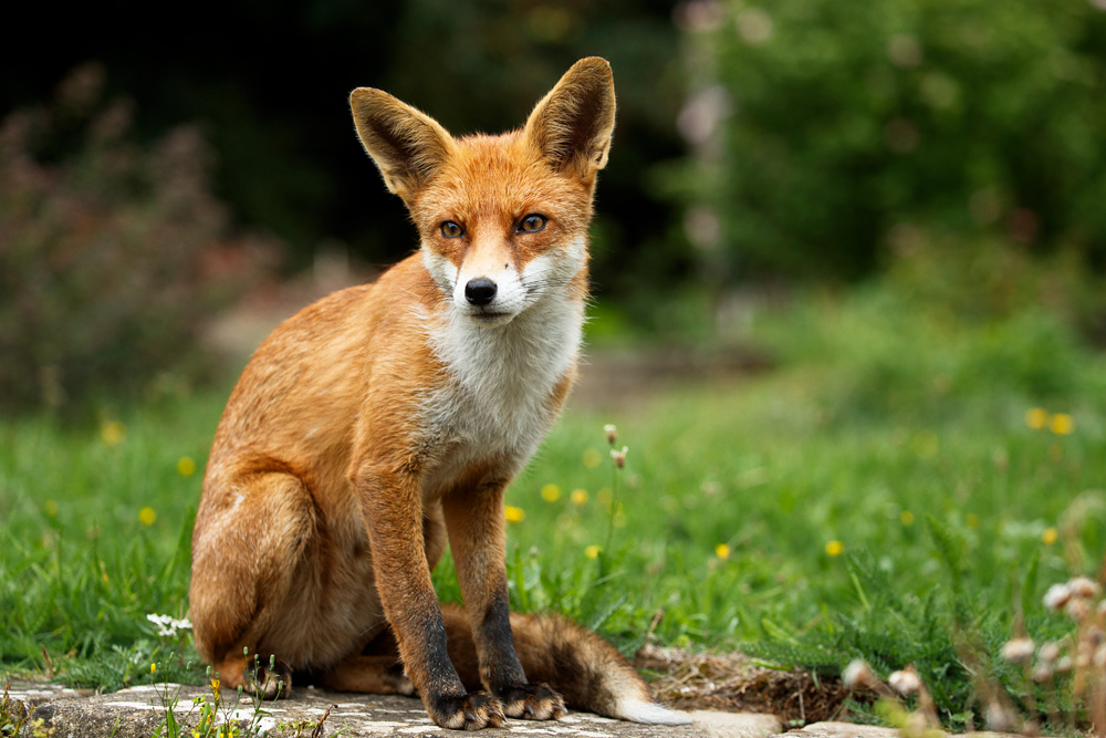 2708182708180590.jpg - Pretty Vixen
