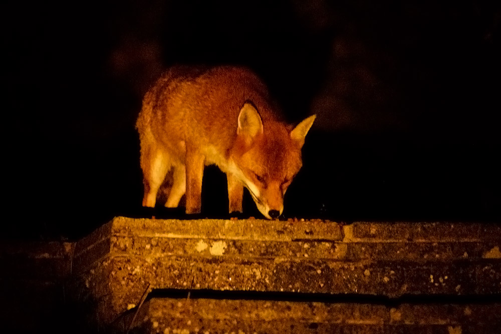 2709162309163964.jpg - Fox and peanuts