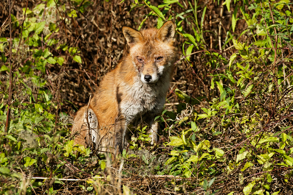 2710172710170282.jpg - Old dog fox at Watts Bank, Moulsecoomb (University of Brighton)