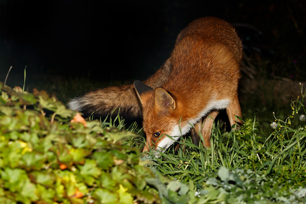 2710182510187747.jpg - Pretty foraging in the garden