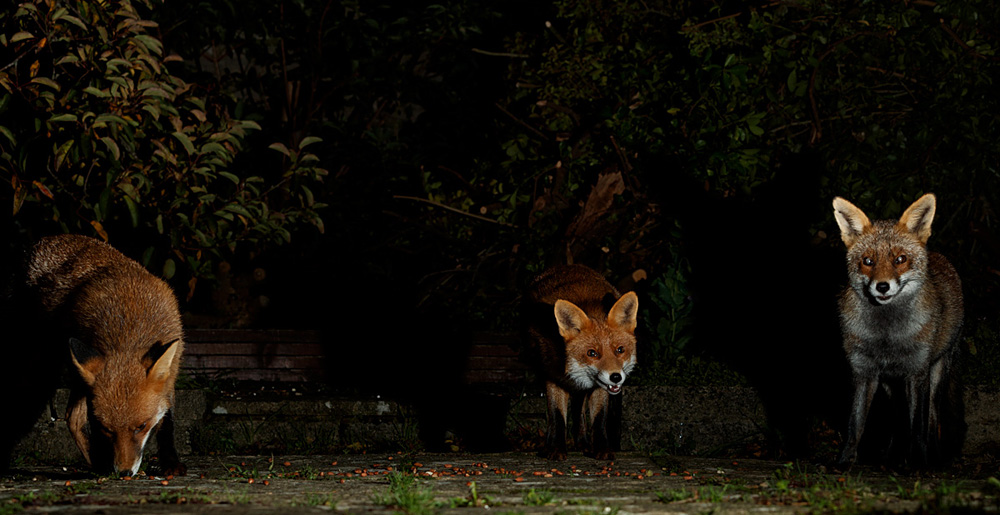 2710202710209047.jpg - Longtail, Stumpy and Wolfy