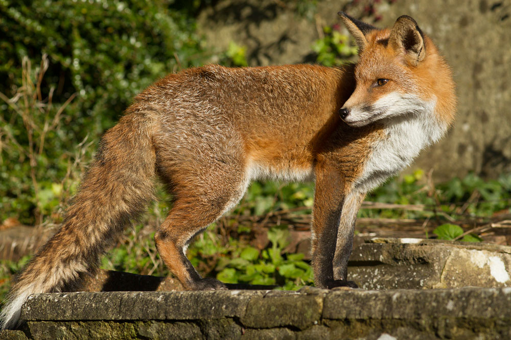 2711132311139154.jpg - Young fox (vulpes vulpes) on a sunny November day