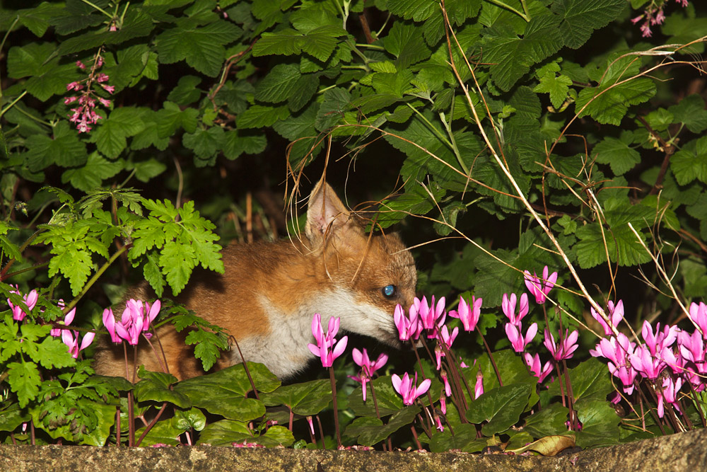 2711161505135781.jpg - Fox cub and flowers