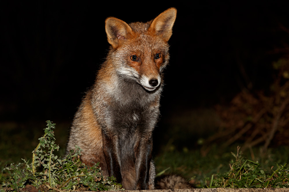 2801192801199315.jpg - Wolfy in the garden