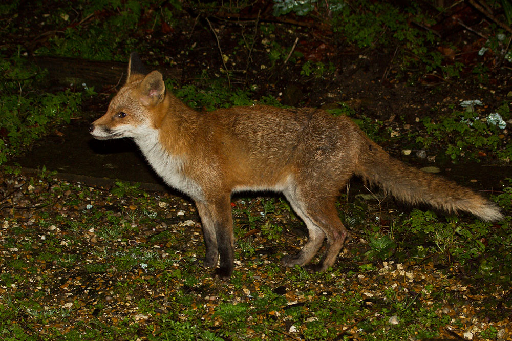 2802142702143488.jpg - Fox in garden