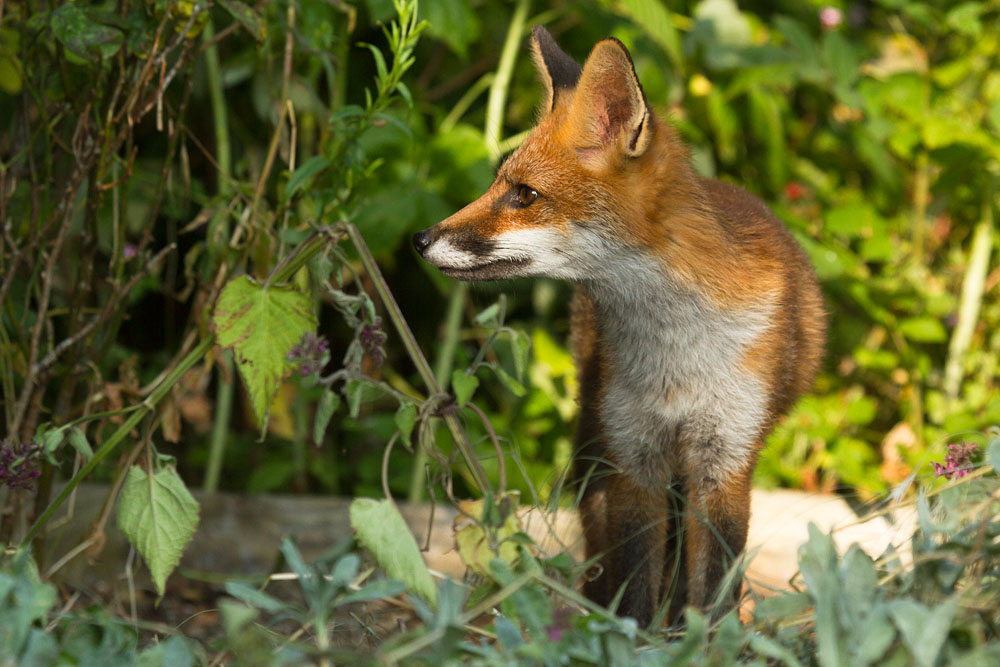2802151007130222.jpg - Fox cub in among the weeds
