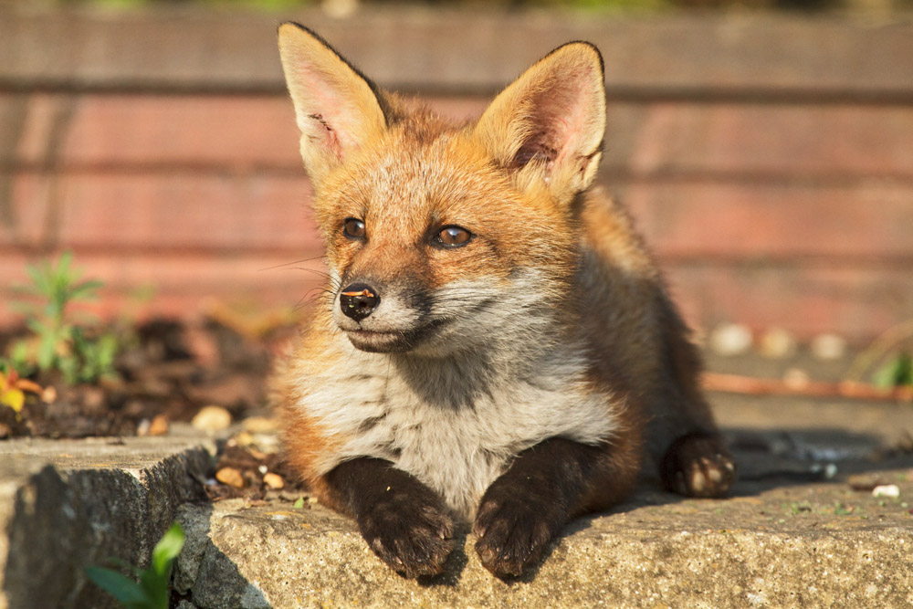 2802172705139970.jpg - Fox cub resting